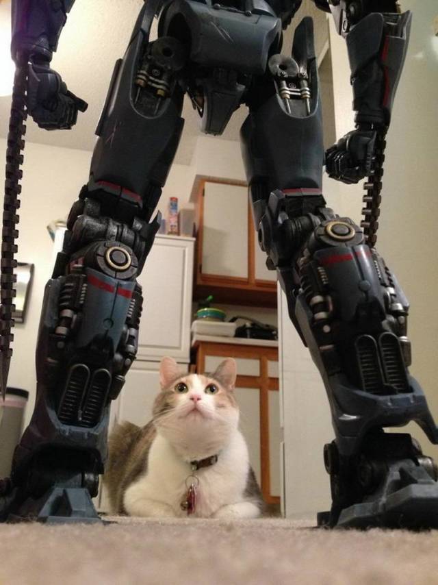 Content Image