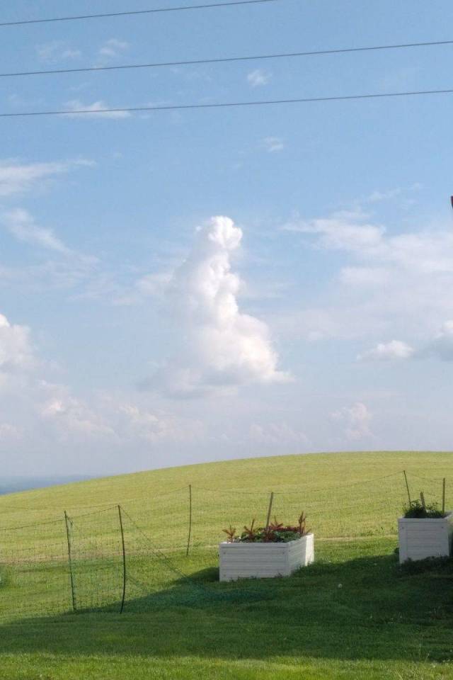 Content Image