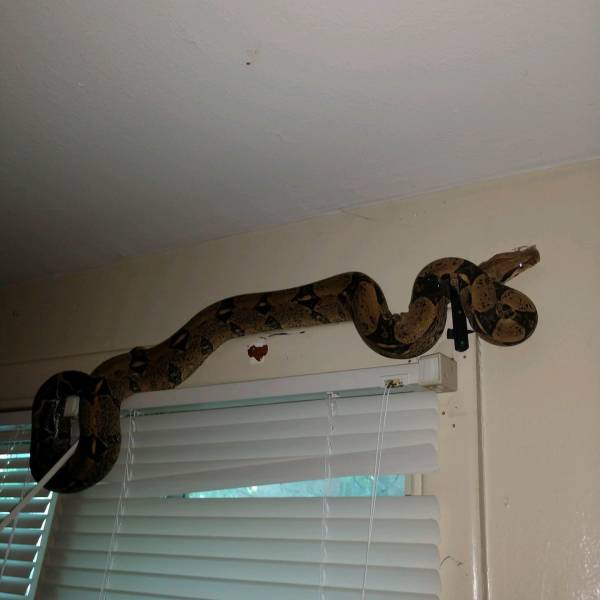 Content Image