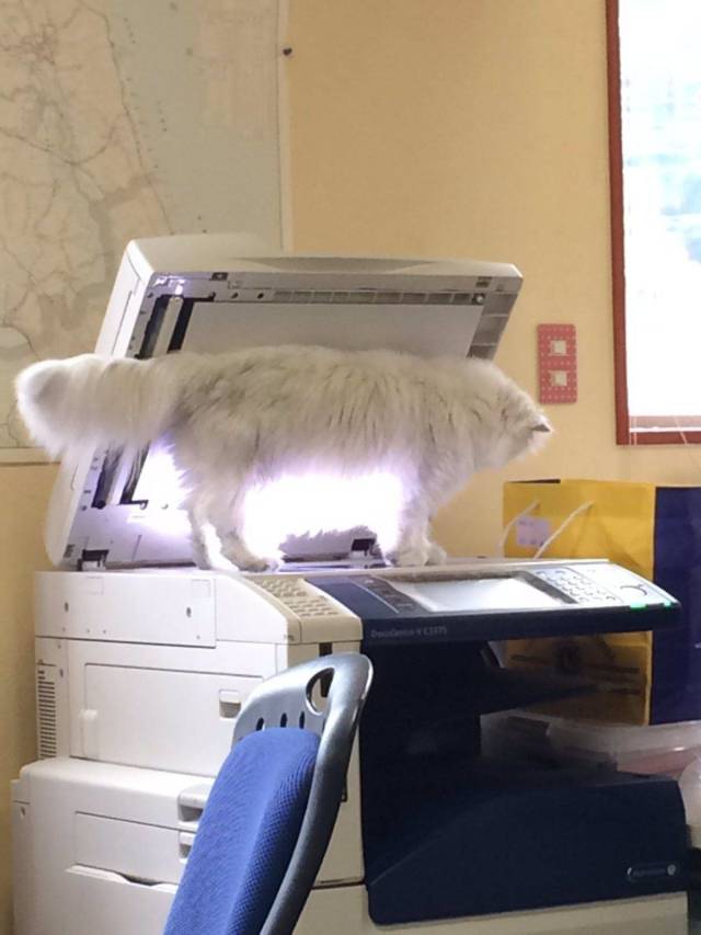 Content Image