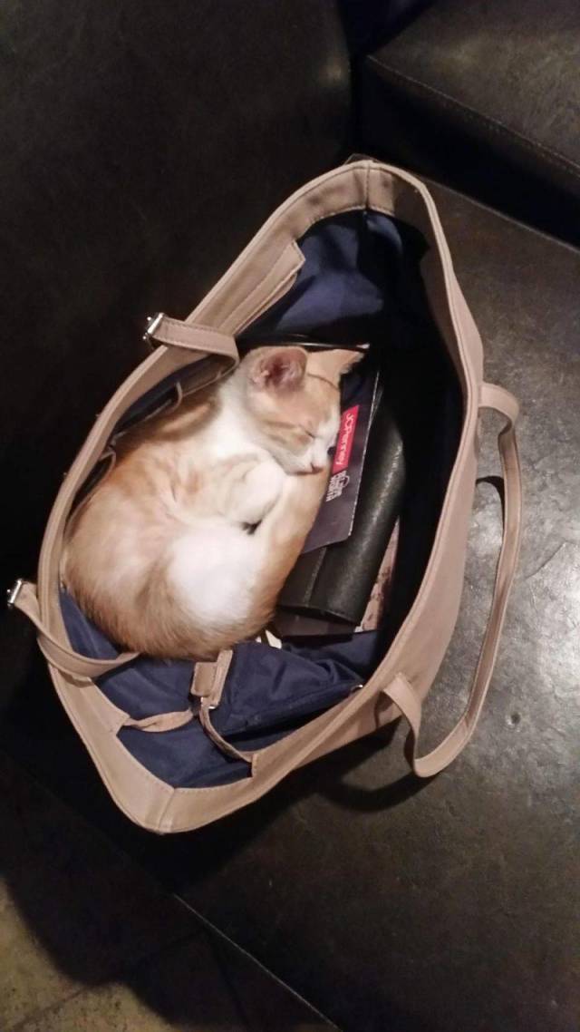 Content Image