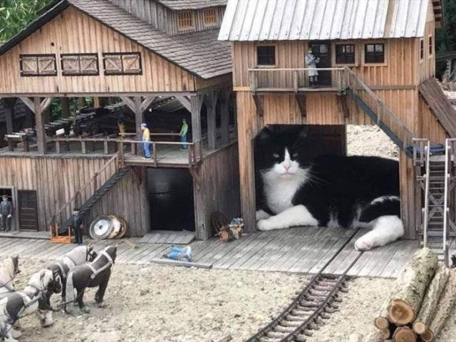 Content Image
