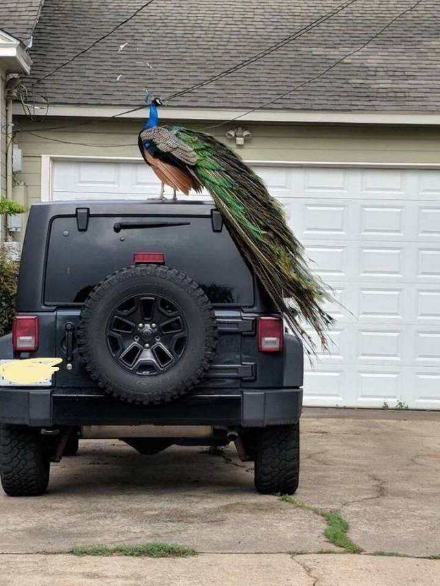 Content Image