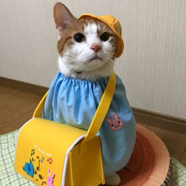 Content Image