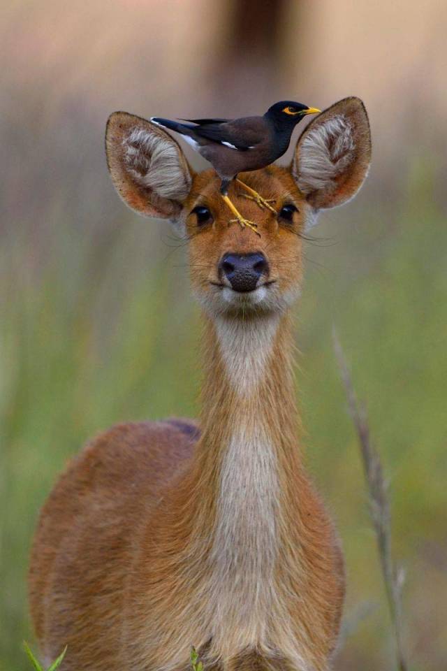 Content Image