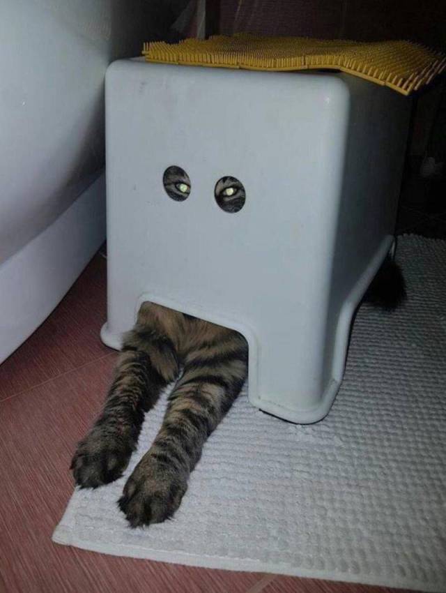 Content Image