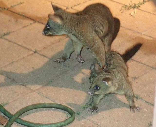 This Animal Has Absolutely No Fear