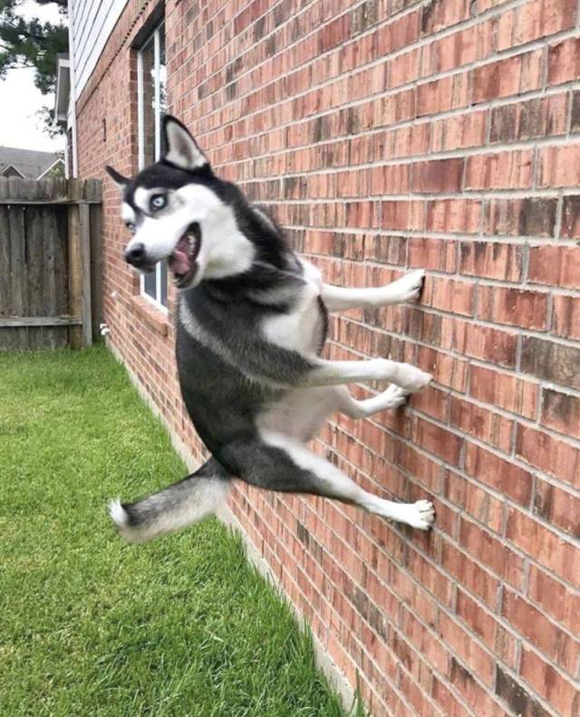 Content Image