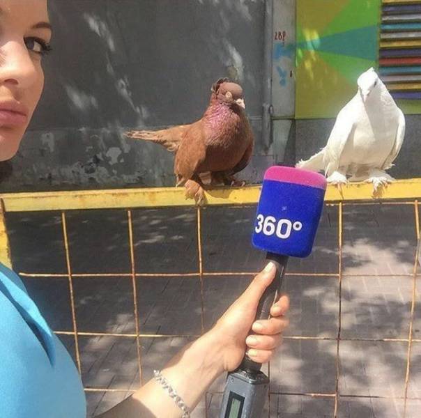 Daily Picdump