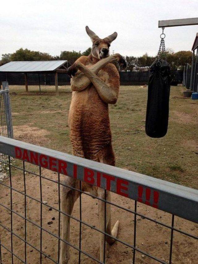 Content Image