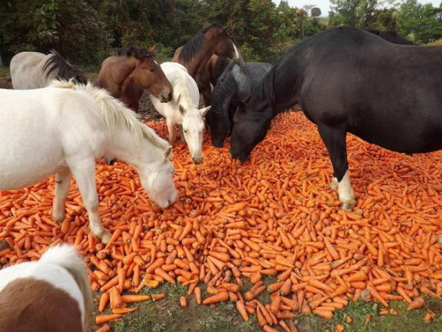Morning Picdump
