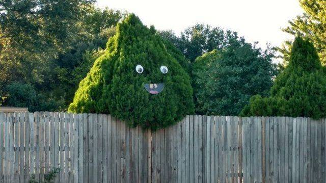Content Image