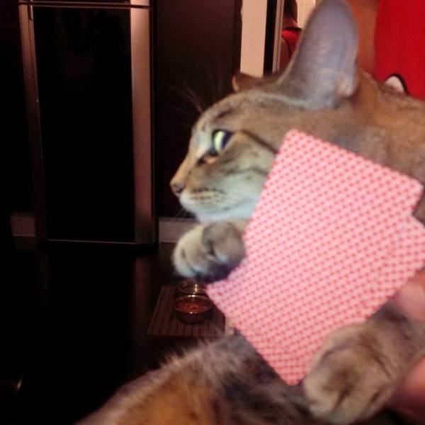 Content Image