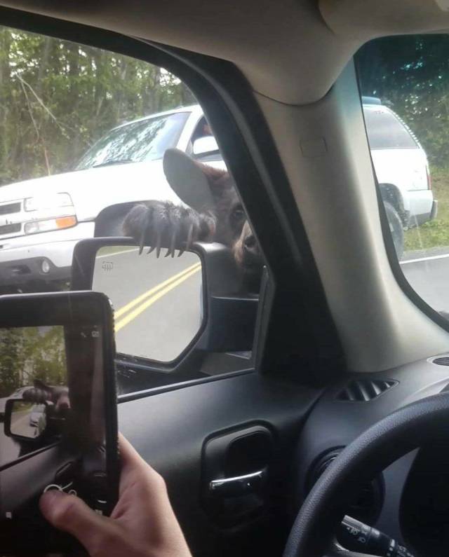 Content Image