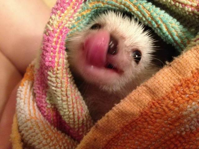 Content Image