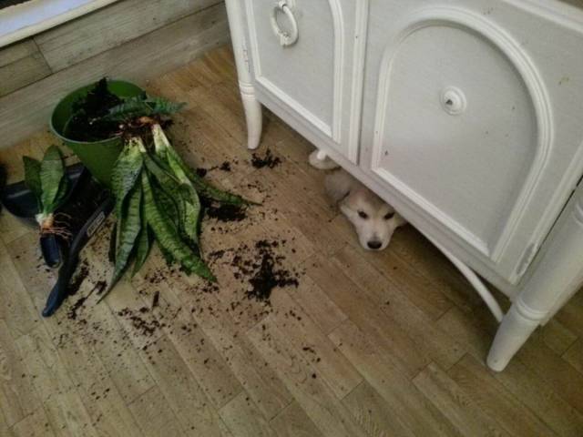 Content Image