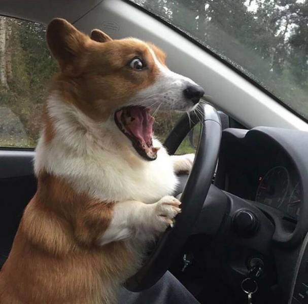 Daily Picdump