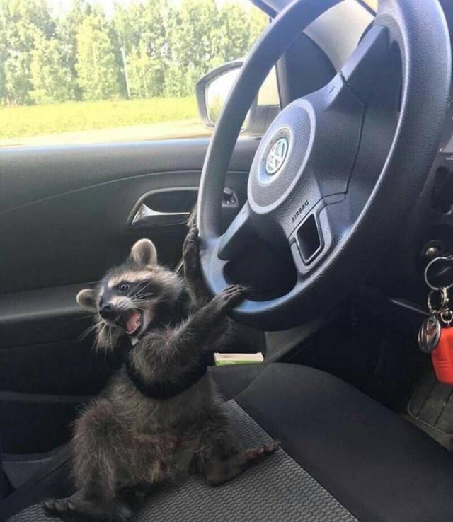 Content Image