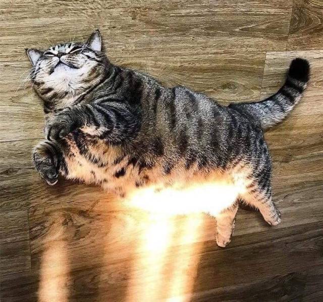 Content Image