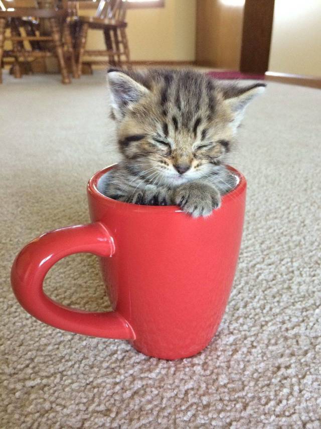 Daily Picdump
