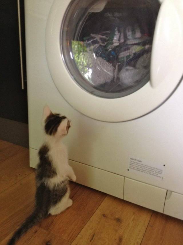 Daily Picdump