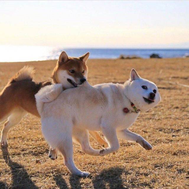 Content Image