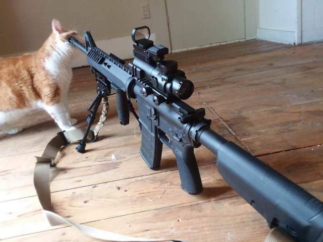 Daily Picdump