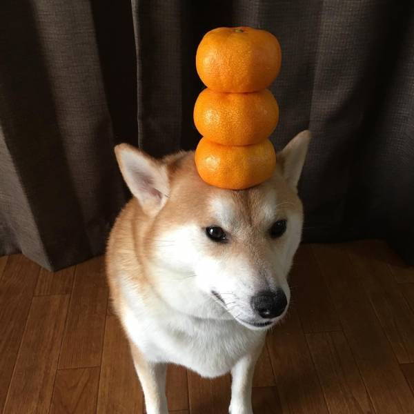 Daily Picdump [WEEKEND EDITION]