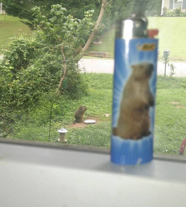 Content Image