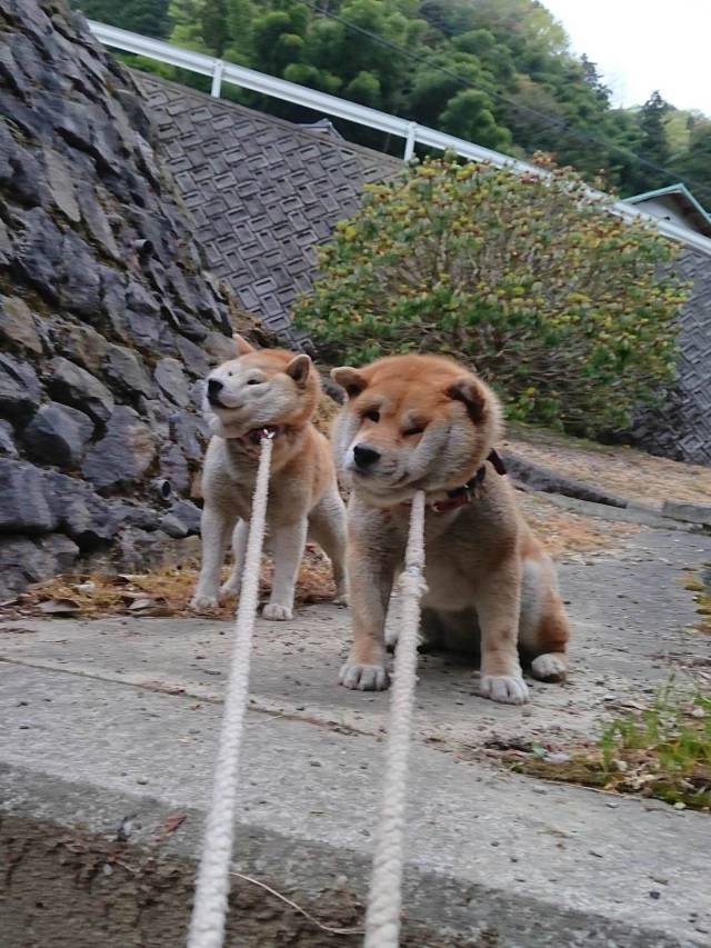 Content Image