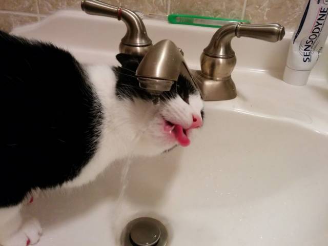Daily Picdump