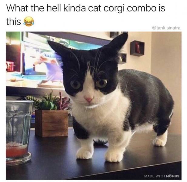 Funny Picdump