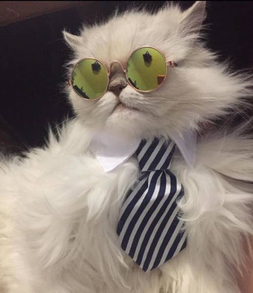 Content Image
