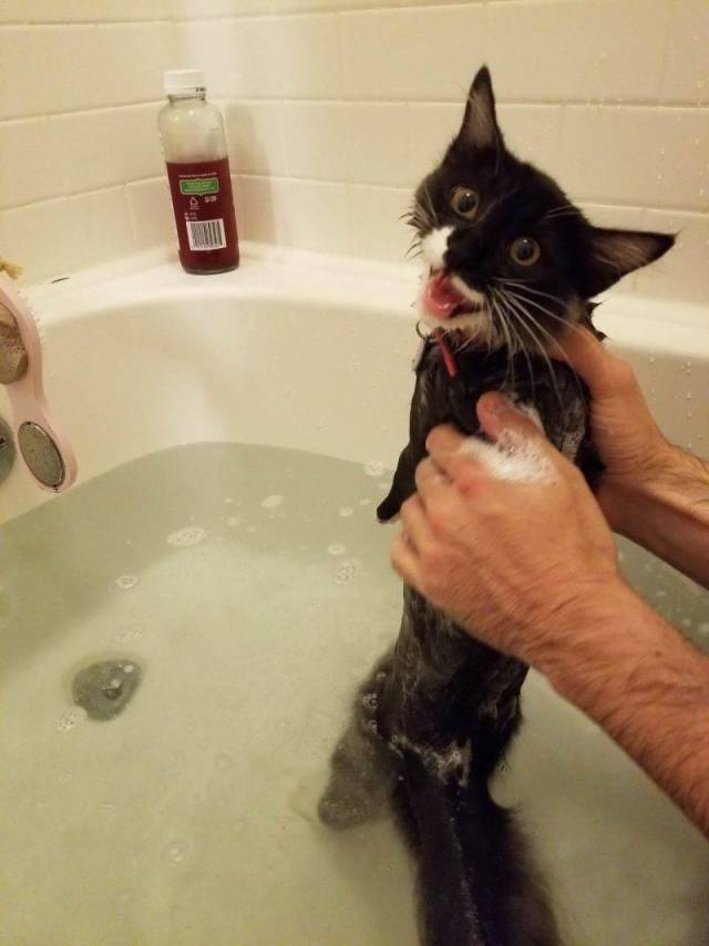Content Image