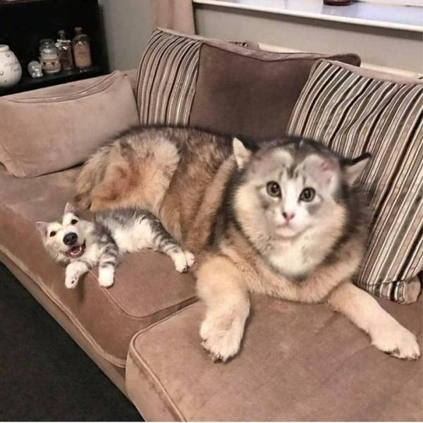 Content Image