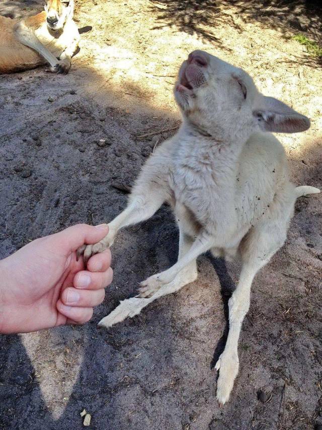 Content Image