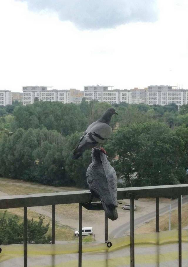 Content Image