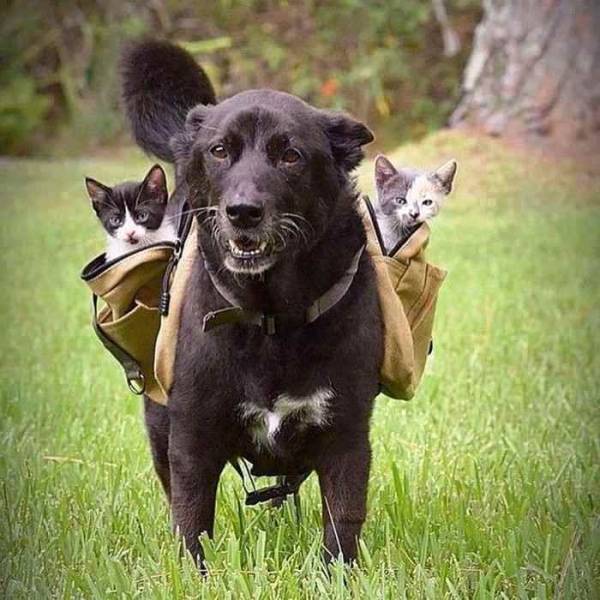 Content Image