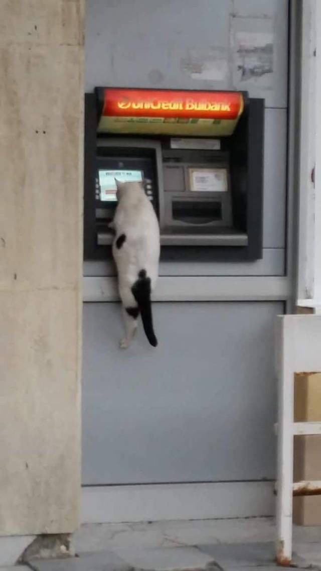 Content Image