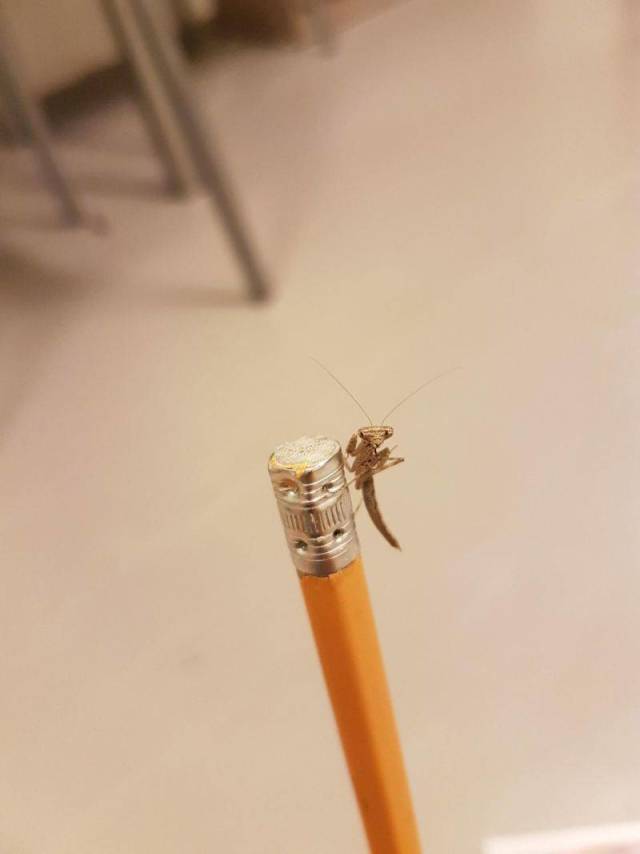 Content Image