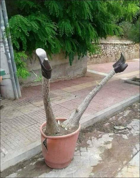 Content Image