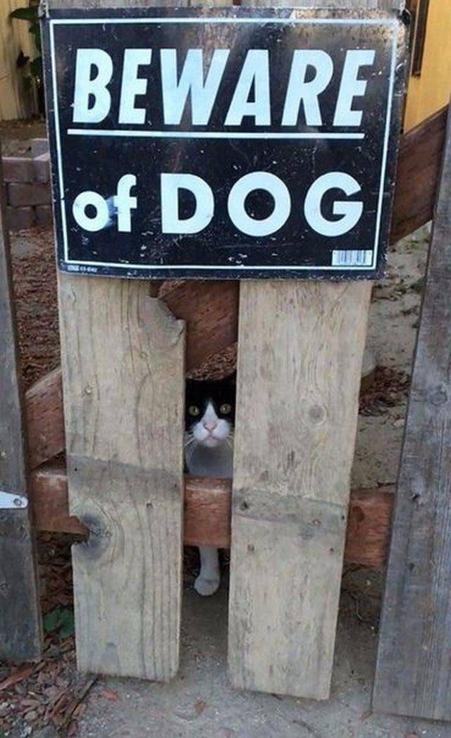 Content Image