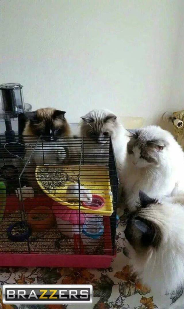 Content Image