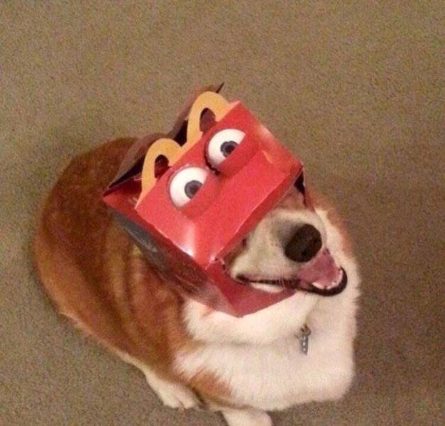 Content Image