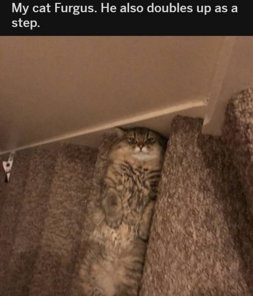 Funny Picdump