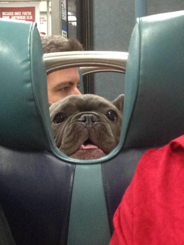 Content Image