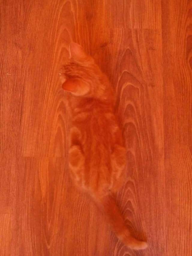 Content Image