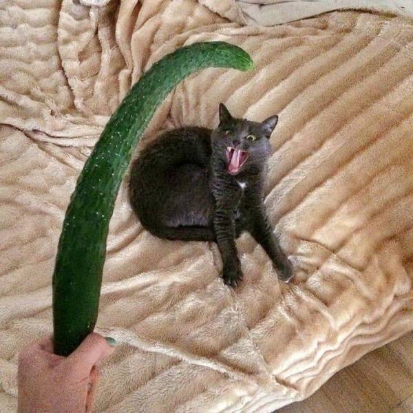 Content Image