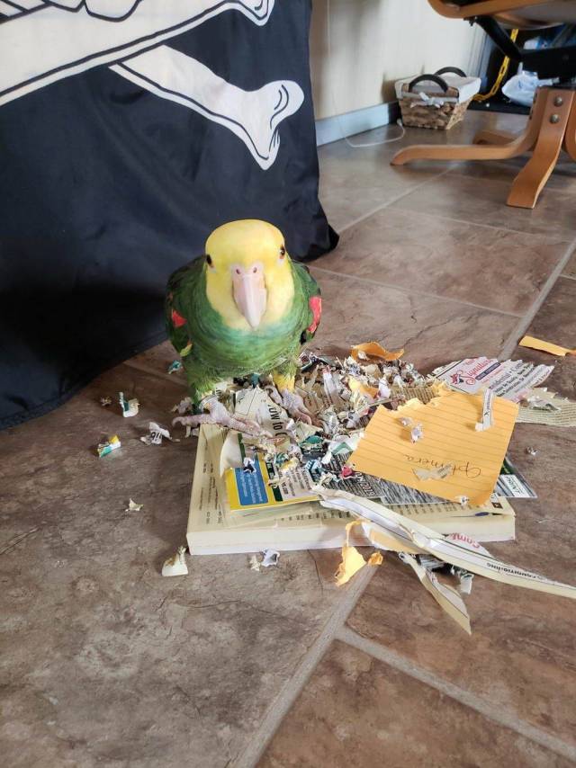 Content Image