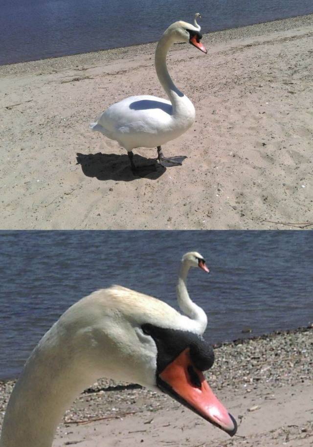 Content Image